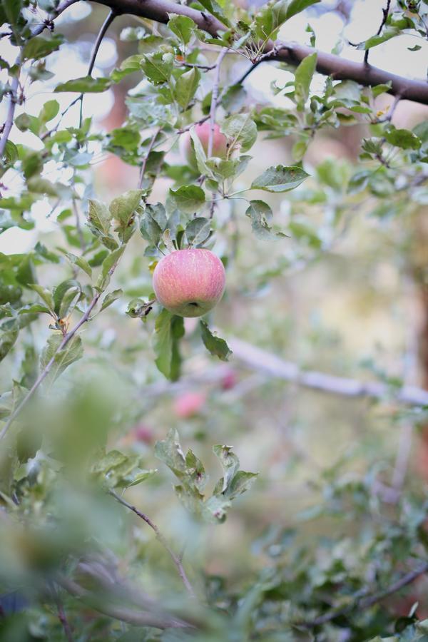 Orchard Canyon On Oak Creek Sedona Ngoại thất bức ảnh